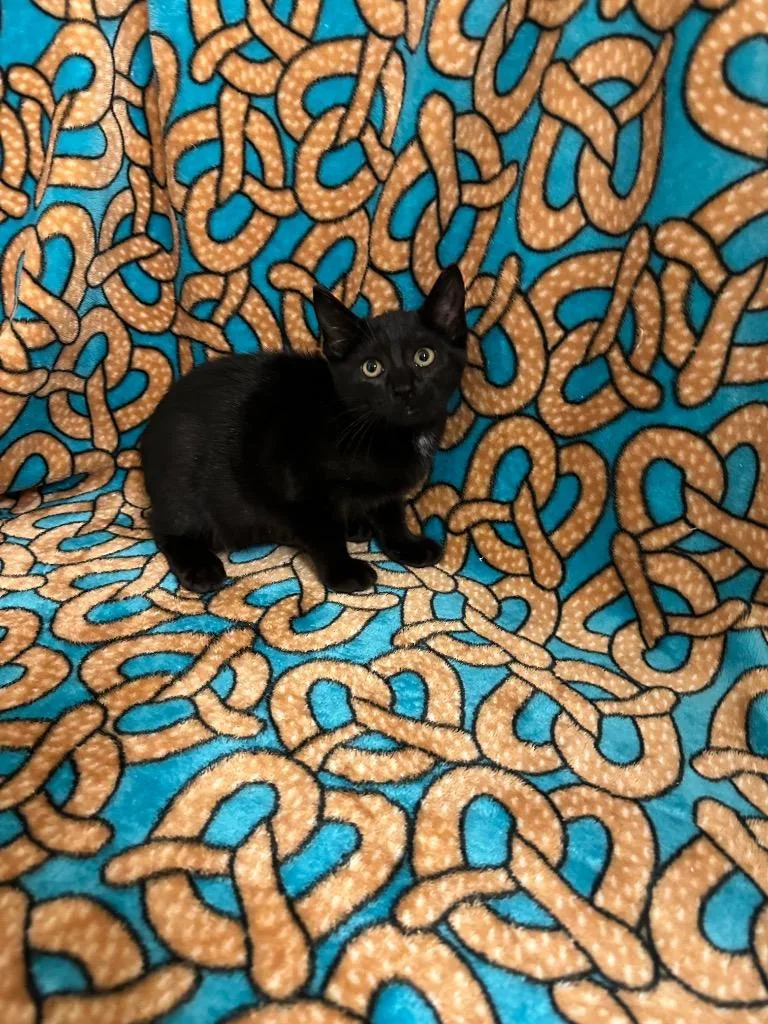 A baby medium-sized female Domestic Short Hair cat named Broccolini for adoption in Newberg, OR