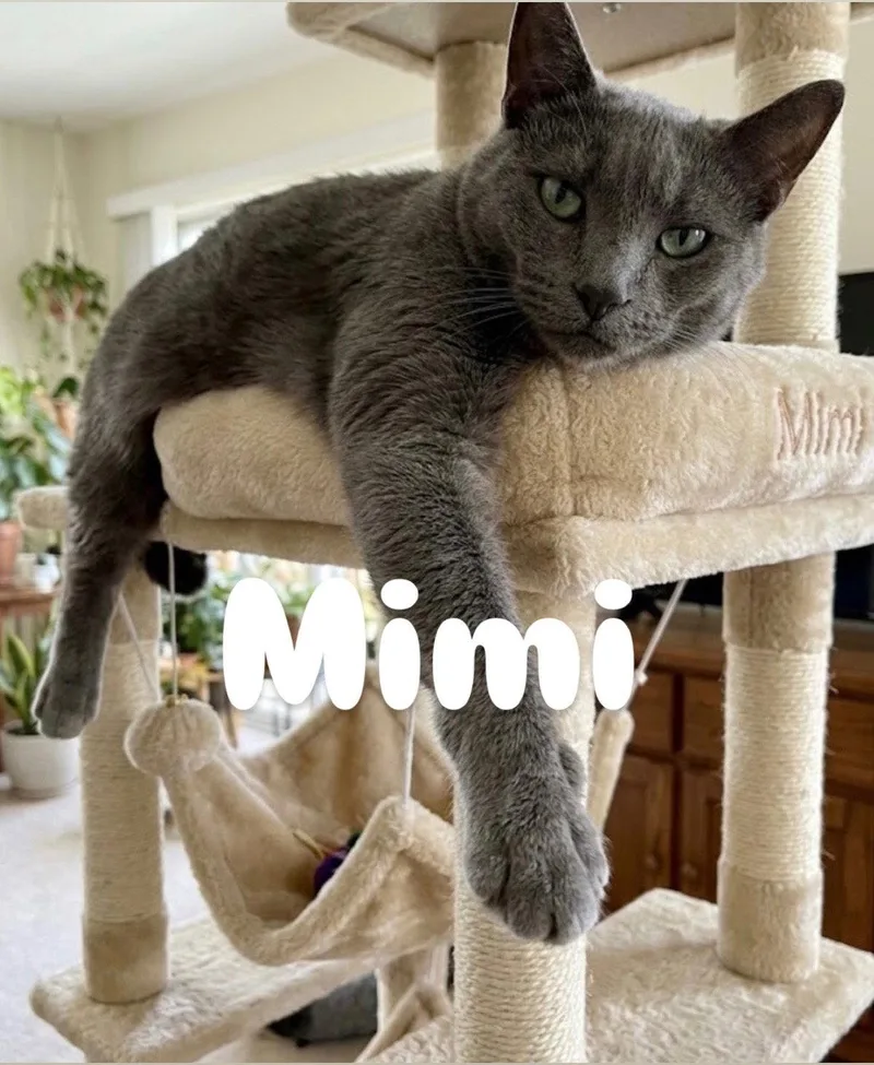 An adult medium-sized female Gray / Blue / Silver Domestic Short Hair cat named Mimi for adoption in Chandler, AZ