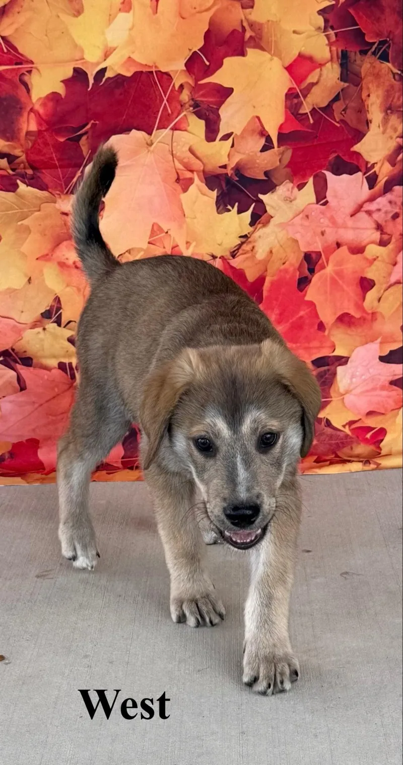A baby large-sized male Shepherd dog named West for adoption in Celina, OH