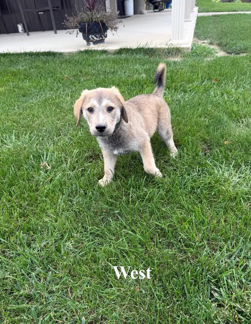 West thumbnail 2