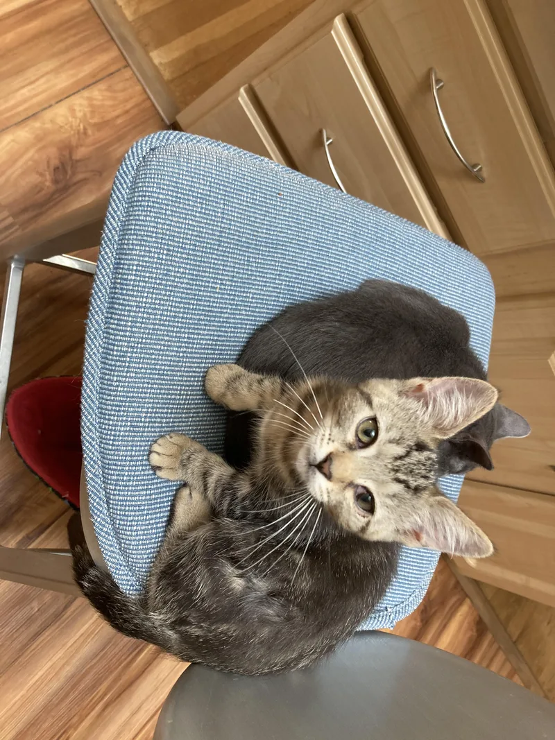 A baby medium-sized female Tabby (Brown / Chocolate) Domestic Short Hair cat named Tucker Lynn for adoption in Philadelphia, PA