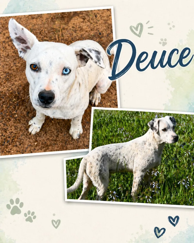 Deuce