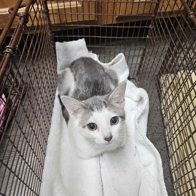 A baby small-sized female Gray / Blue / Silver Domestic Short Hair cat named Mason for adoption in Ridgely, MD