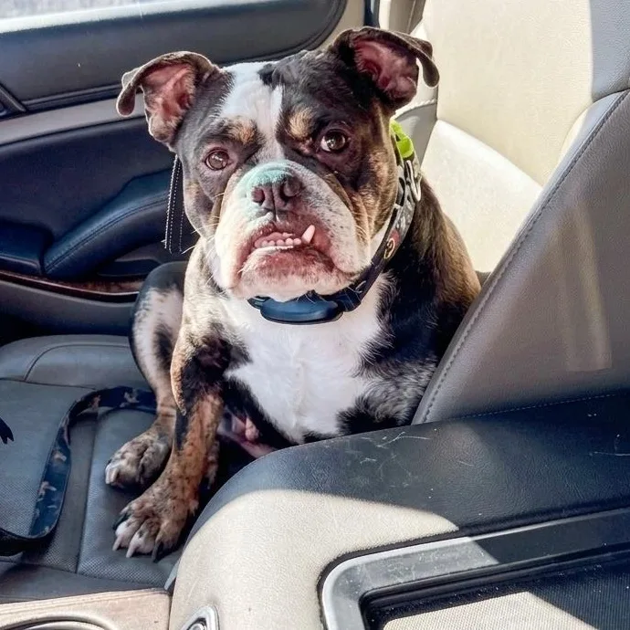 An adult medium-sized female Tricolor (Brown, Black, & White) English Bulldog dog named Cleo for adoption in Houston, TX