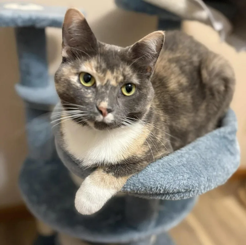 A young medium-sized female Calico cat named Strudel for adoption in Bloomington, IL
