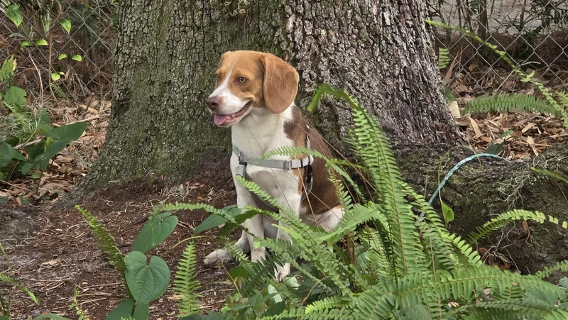 An adult medium-sized male Beagle dog named Gustopher for adoption in Tampa, FL