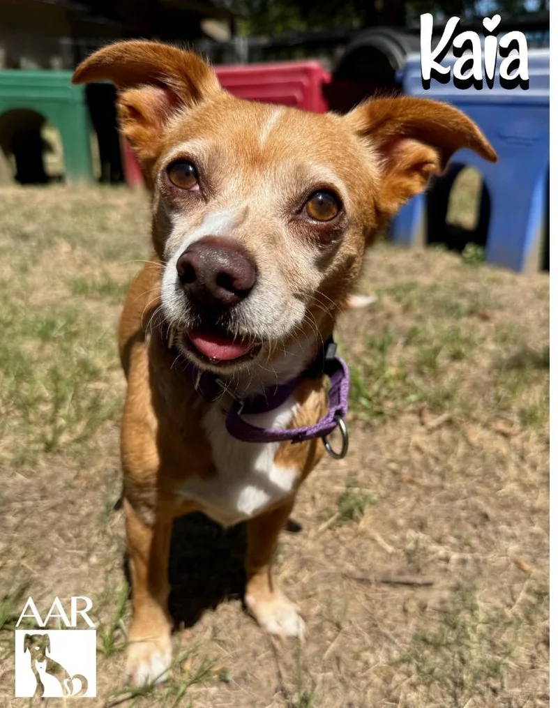 An adult small-sized female Chihuahua dog named Kaia for adoption in Magnolia, TX