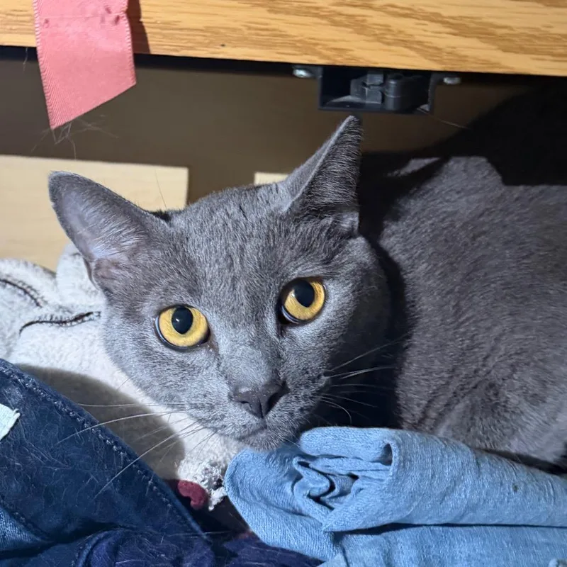 An adult small-sized female Gray / Blue / Silver Russian Blue cat named Sage for adoption in Midland, TX