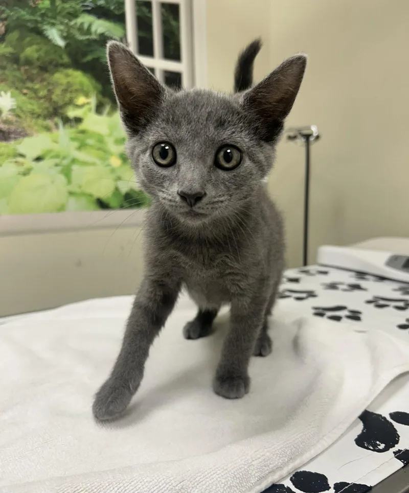 A baby medium-sized male Gray / Blue / Silver Domestic Short Hair cat named Tyson for adoption in Lancaster, PA