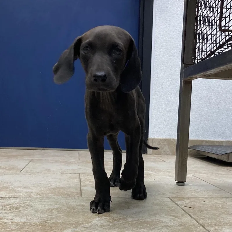 A baby small-sized female Brown / Chocolate Mixed Breed dog named WimpBeluga Baby for adoption in Galveston, TX