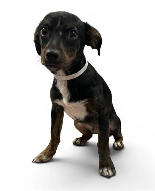 A baby medium-sized male Terrier dog named Donnie for adoption in Agoura, CA