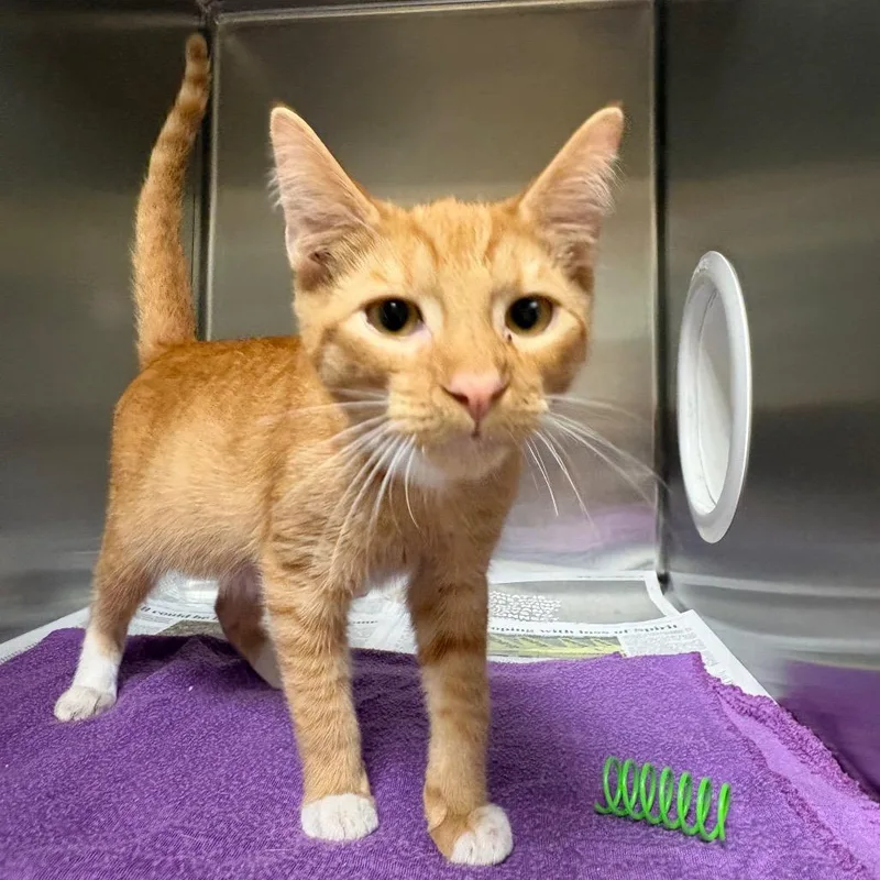 A baby small-sized male Orange / Red Domestic Short Hair cat named Blinkin for adoption in Milton, FL