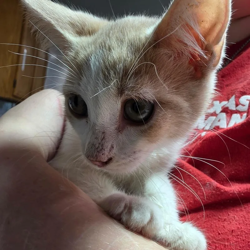 A baby small-sized female Orange / Red Domestic Short Hair cat named Almond for adoption in Leander, TX