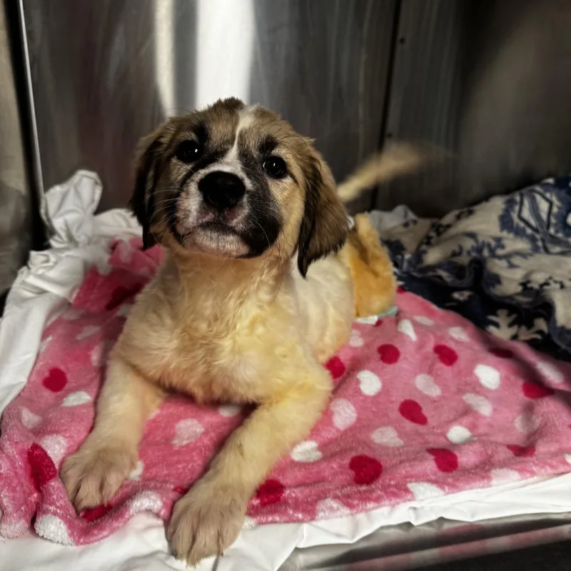 A baby small-sized female White / Cream Anatolian Shepherd dog named Isabella Roma for adoption in Austin, TX