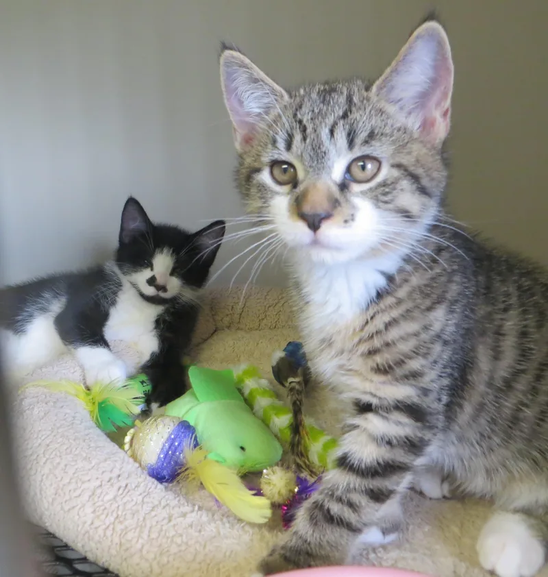 A young medium-sized male Domestic Short Hair cat named Frasier Niles & for adoption in Brockton, MA