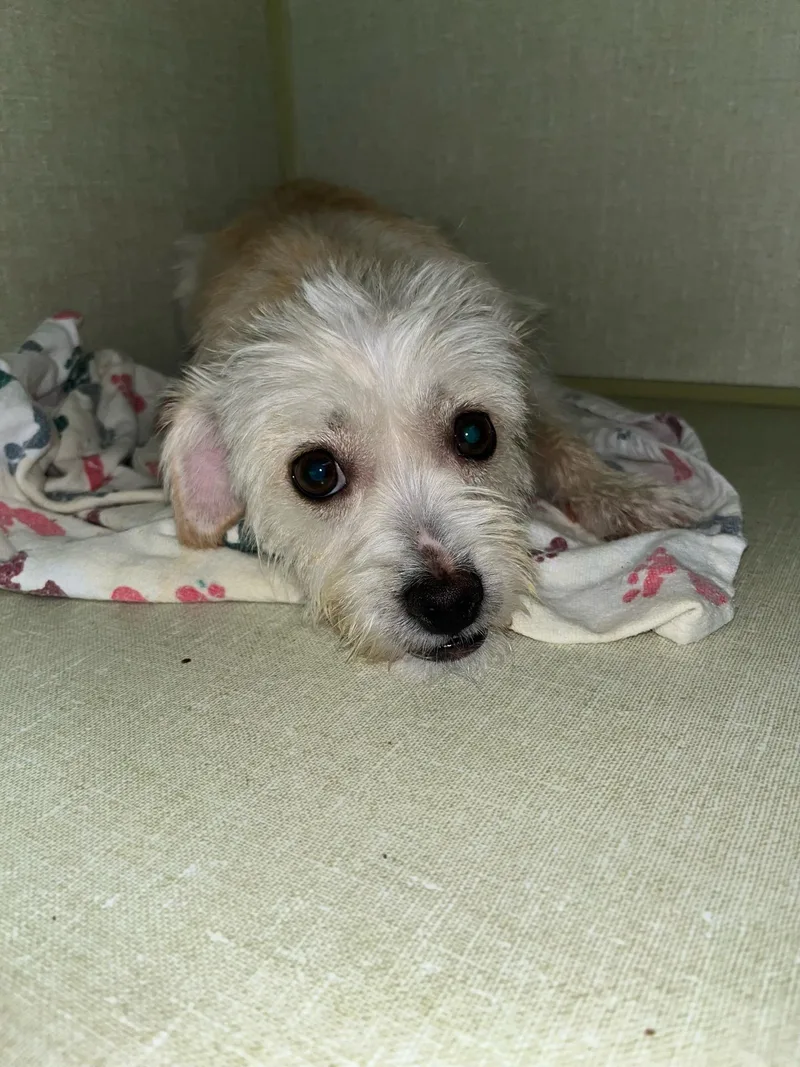 A baby small-sized female Yellow / Tan / Blond / Fawn Terrier dog named Ajay Mitchell for adoption in Broken Arrow, OK