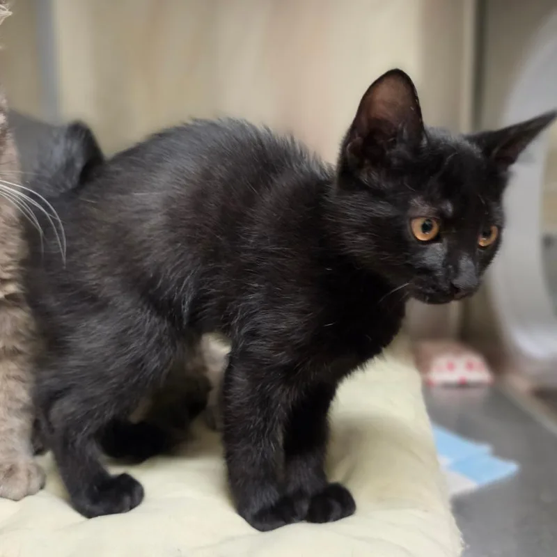 A baby small-sized male Black Domestic Short Hair cat named Hona for adoption in Briarcliff Manor, NY