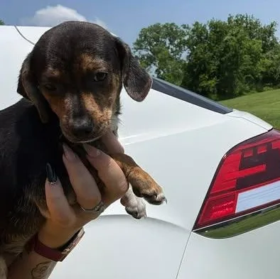 A baby small-sized female Black Chiweenie dog named Zora for adoption in Crosby, TX