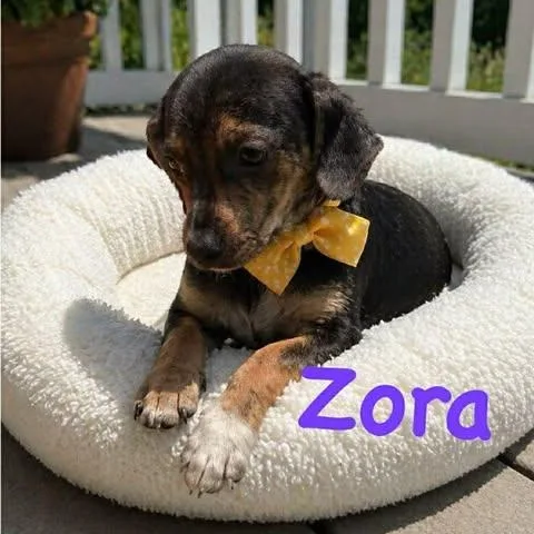 Zora thumbnail 2