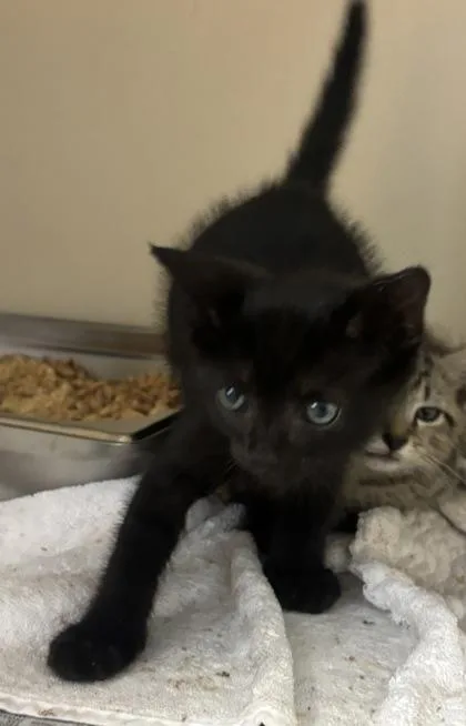A baby small-sized male Domestic Short Hair cat named Enrique for adoption in Chamblee, GA