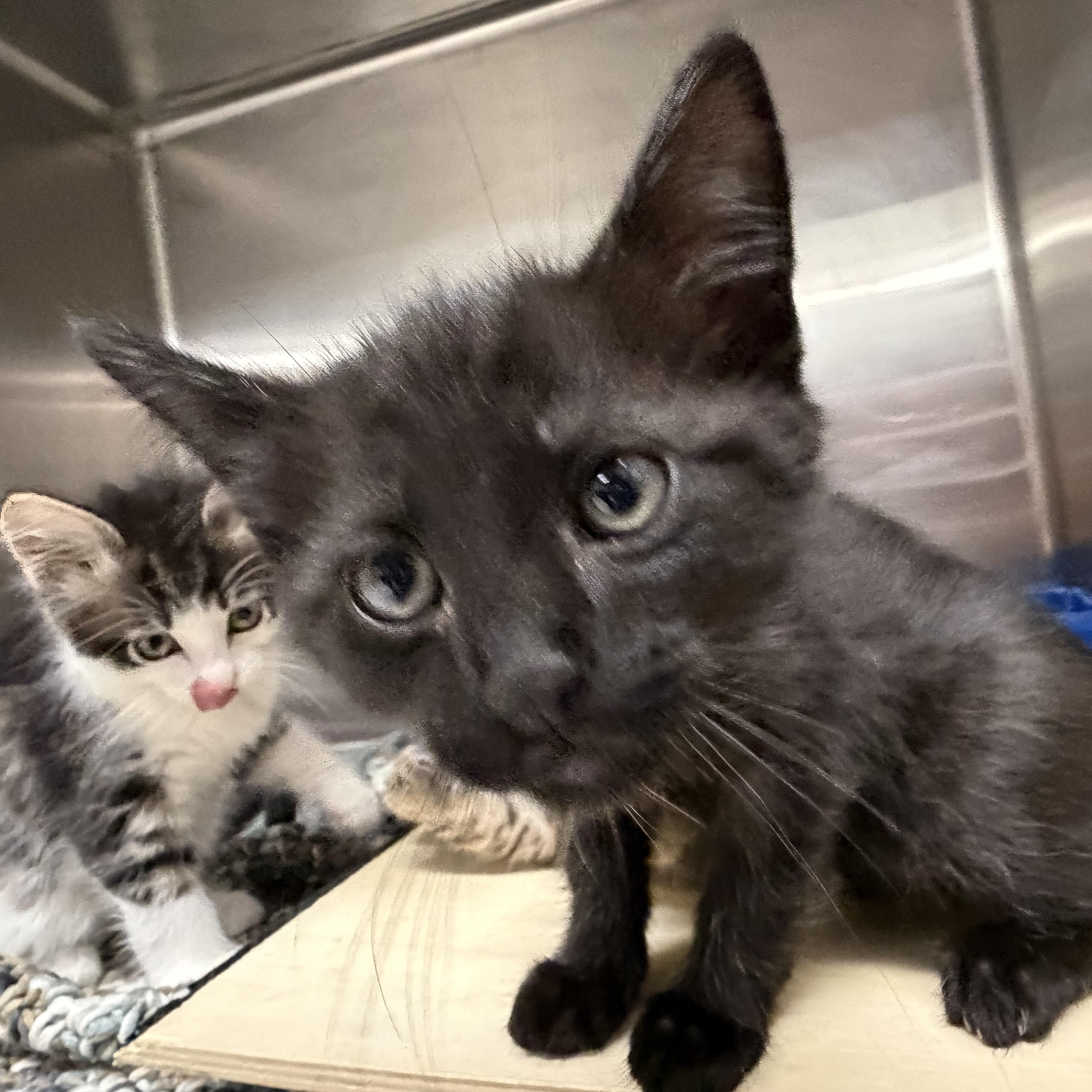 A baby medium-sized male Black Domestic Medium Hair cat named Grackle for adoption in Kent, WA