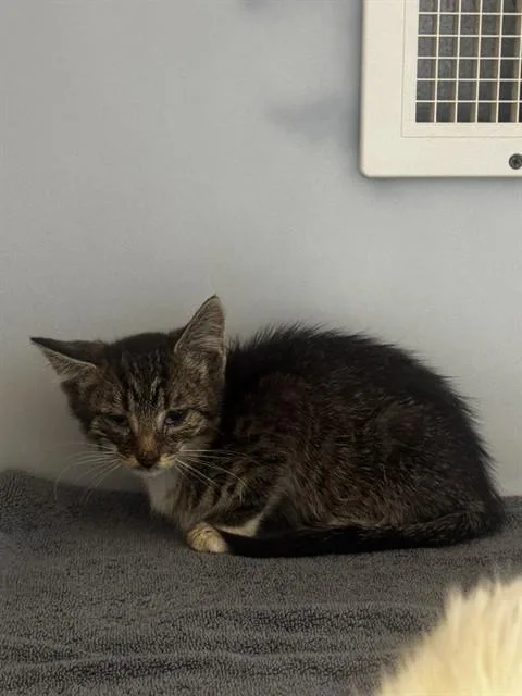 A baby small-sized male Domestic Short Hair cat named Ithan for adoption in Statesville, NC