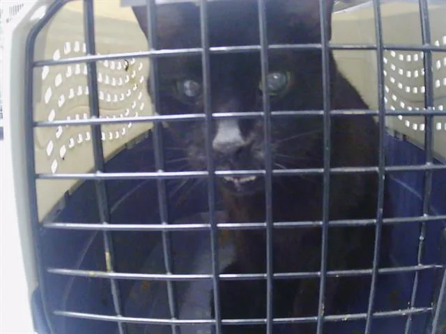 A senior medium-sized male Domestic Short Hair cat named Laser Basil for adoption in Charlotte, NC