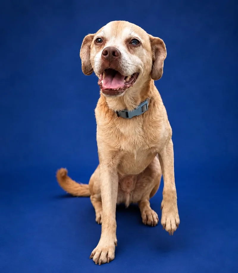 An adult medium-sized male Yellow / Tan / Blond / Fawn Mixed Breed dog named Hank for adoption in Ashland, KY
