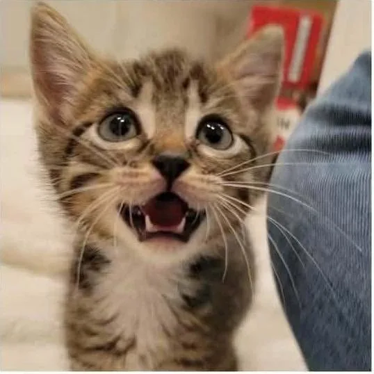 A baby small-sized male Brown / Chocolate Domestic Short Hair cat named Hogun for adoption in Buffalo, MN