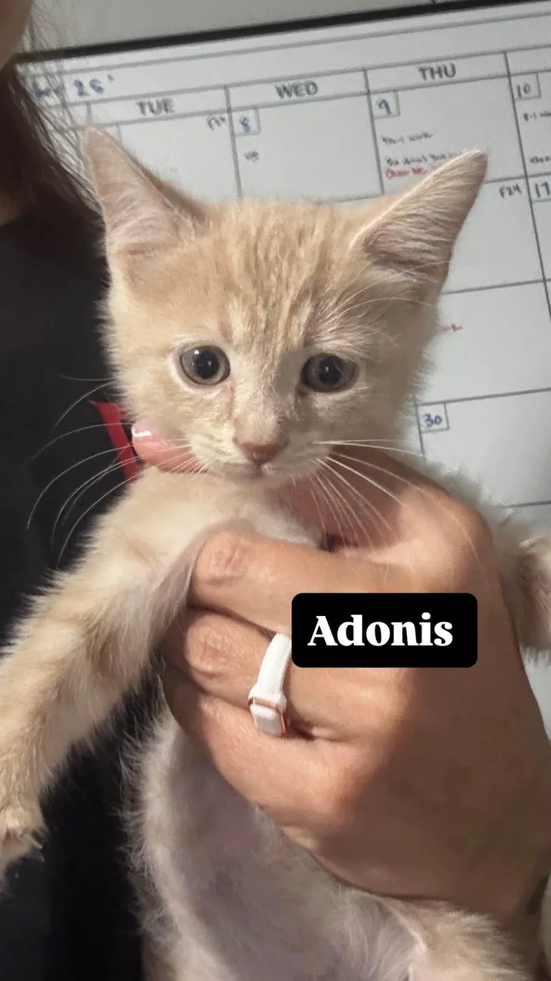 A baby small-sized male Orange / Red Domestic Short Hair cat named Adonis for adoption in Clarksville, TN