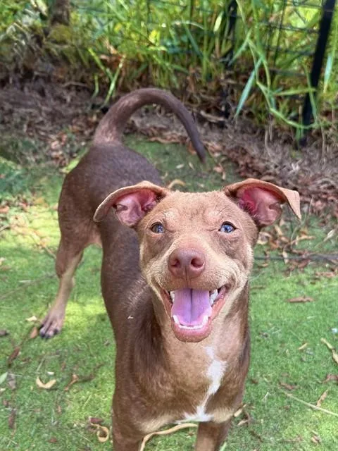 An adult small-sized male Chihuahua dog named Mango for adoption in Sugar Land, TX