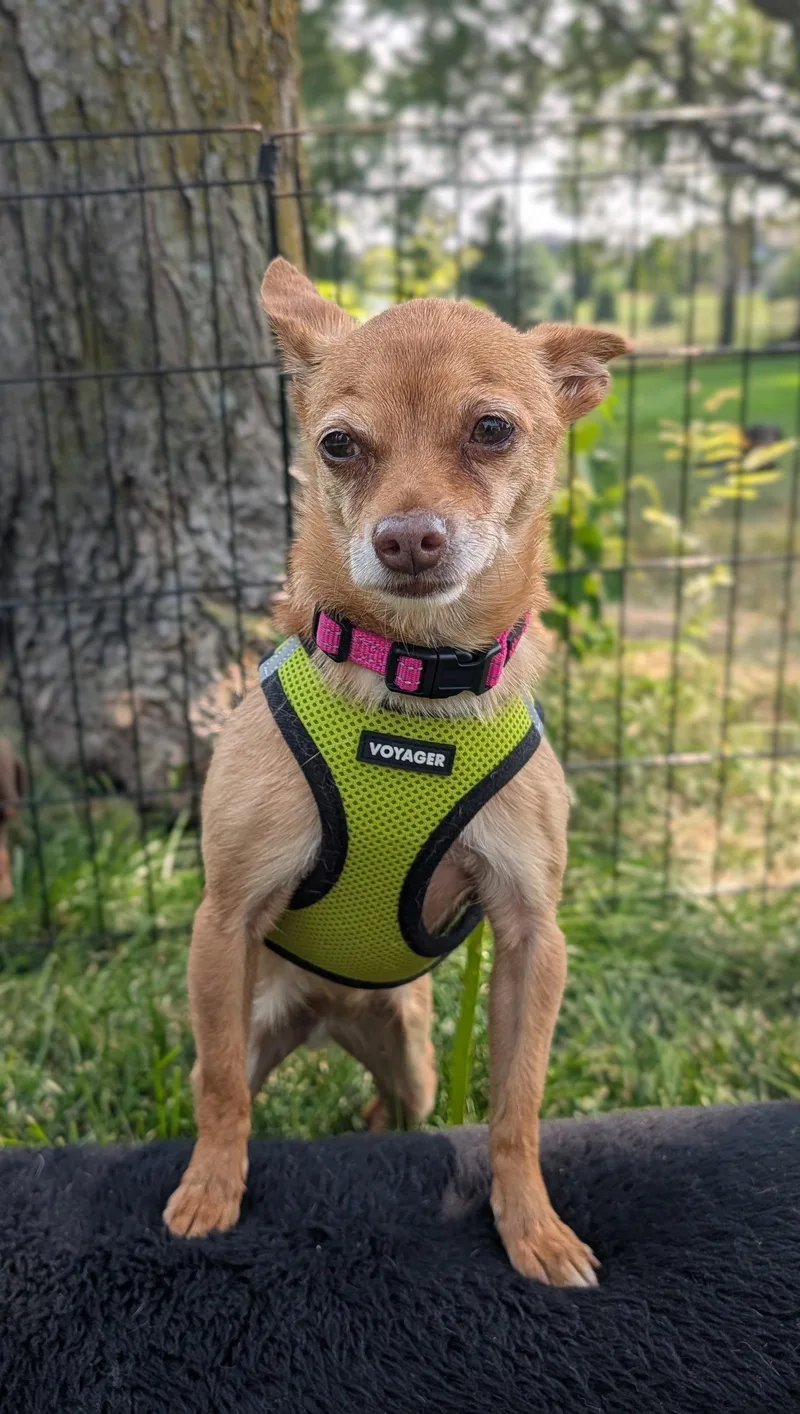 An adult small-sized female Chihuahua dog named Honey for adoption in Sioux Falls, SD