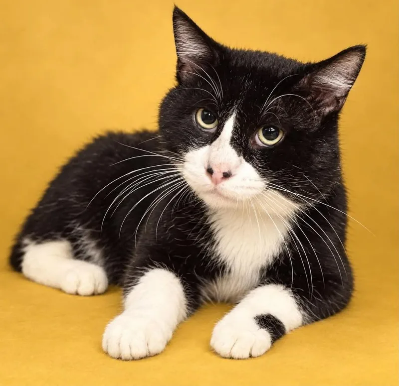 An adult small-sized male Domestic Long Hair cat named Gumbo for adoption in Columbia, TN