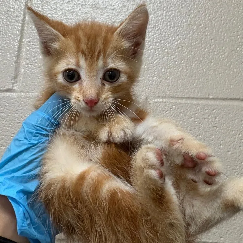 A baby small-sized female Orange / Red Domestic Short Hair cat named Amethyst for adoption in Birmingham, AL