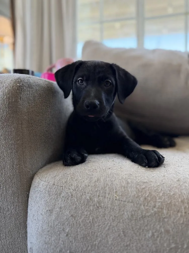 A baby small-sized female Belgian Shepherd / Malinois dog named Floorvolume   Located for adoption in Imlay City, MI