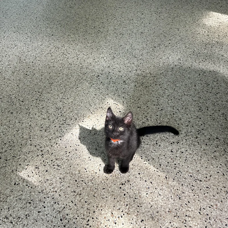 A young medium-sized male Black Domestic Short Hair cat named Dorito for adoption in New Port Richey, FL