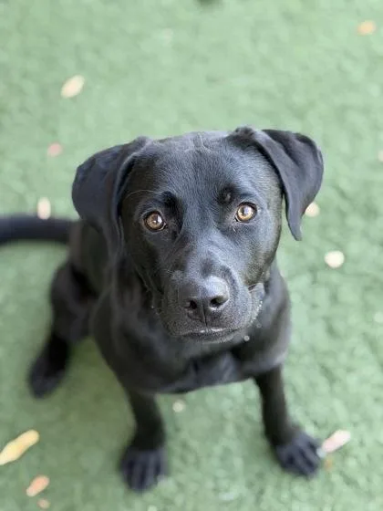 A baby medium-sized male Black Labrador Retriever dog named Smarty Pants for adoption in Sacramento, CA