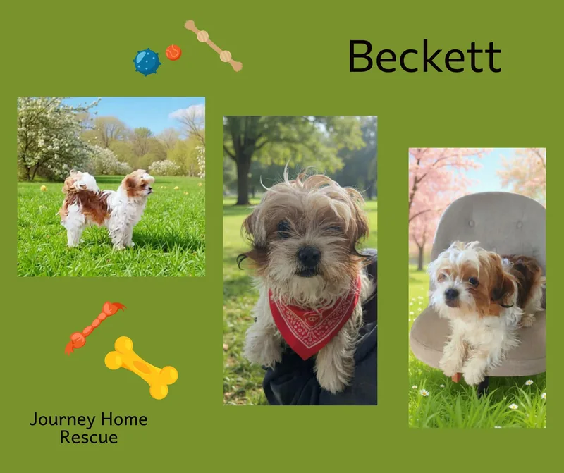 An adult small-sized male Golden Shih Tzu dog named Beckett for adoption in East Wenatchee, WA
