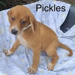 A baby medium-sized male Golden Plott Hound dog named Pickles for adoption in Albany, NY
