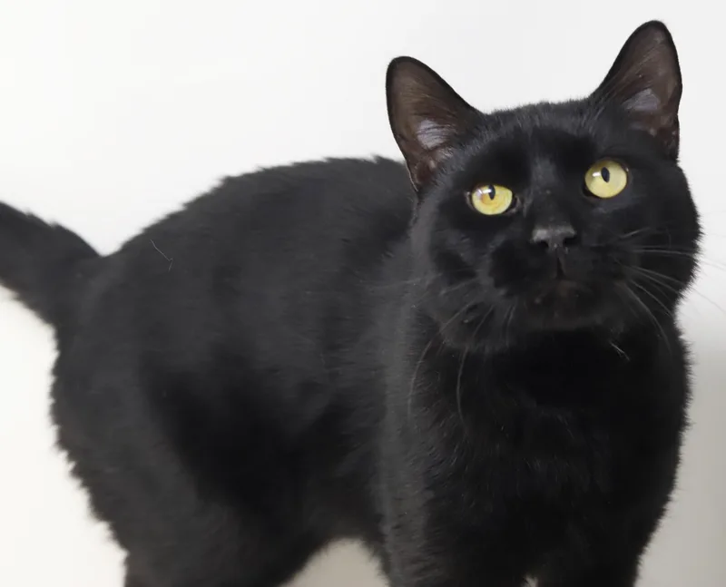 Smudge Is A Smoosh! thumbnail 2