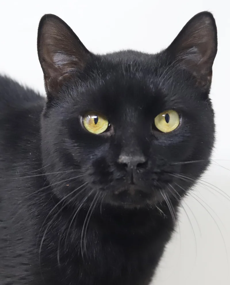 A young medium-sized male Black Bombay cat named Smudge Is A Smoosh! for adoption in Bedford Hills, NY