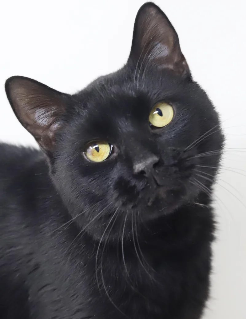 Smudge Is A Smoosh! thumbnail 5