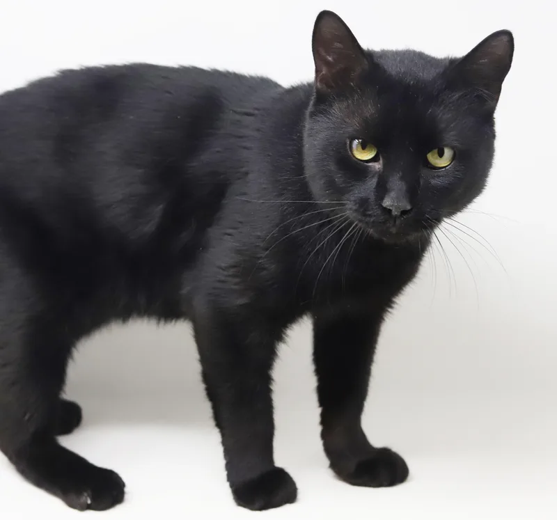 Smudge Is A Smoosh! thumbnail 6