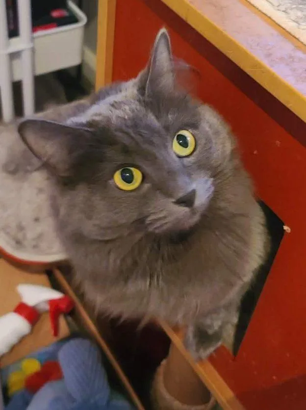 An adult medium-sized male Domestic Short Hair cat named Nike for adoption in Anchorage, AK