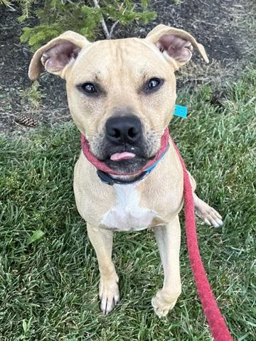 A young medium-sized male Pit Bull Terrier dog named Felix for adoption in Dayton, OH