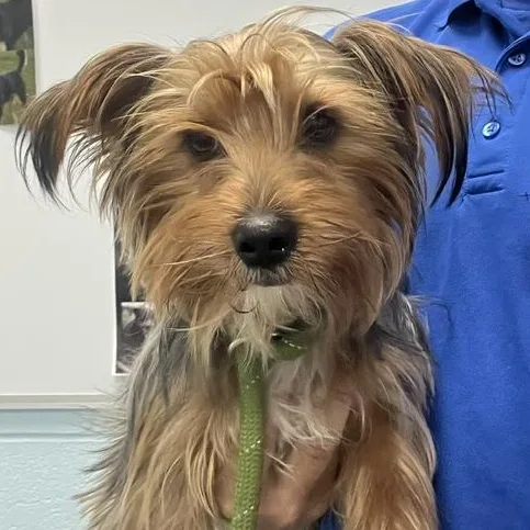 An adult small-sized male Brown / Chocolate Yorkshire Terrier dog named Cj for adoption in Albany, NY