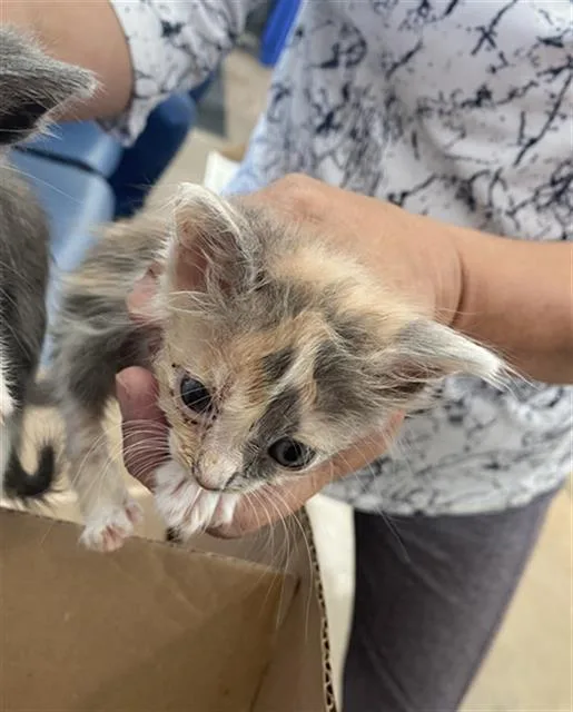 A baby medium-sized female Domestic Short Hair cat named Mika for adoption in Dallas, TX