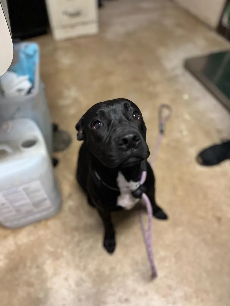 A young medium-sized male American Staffordshire Terrier dog named Liam for adoption in New Braunfels, TX