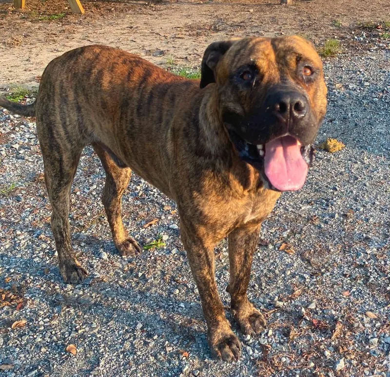 A young large-sized male Mastiff dog named Hercules for adoption in Lakeland, GA