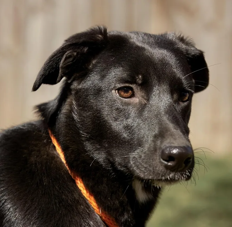 A young medium-sized female Black Labrador Retriever dog named Jimmie for adoption in Tomball, TX